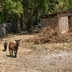 Arneiro Ii * Maçeira