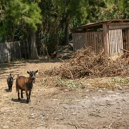 Arneiro Ii * Maçeira