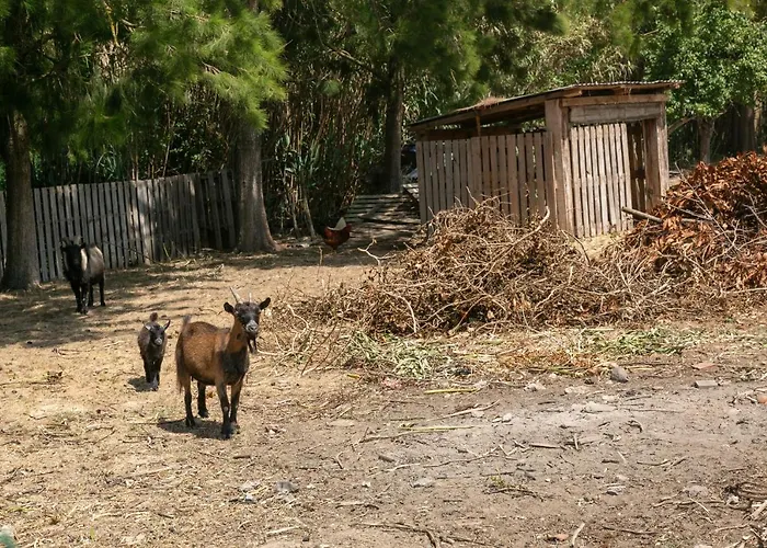 Arneiro Ii * Maçeira